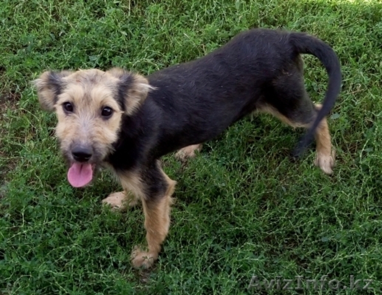 Отдам щенков в добрые руки - Изображение #3, Объявление #1567636