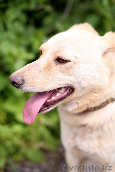 Отдаем Джоя в добрые руки  - Изображение #3, Объявление #1577667