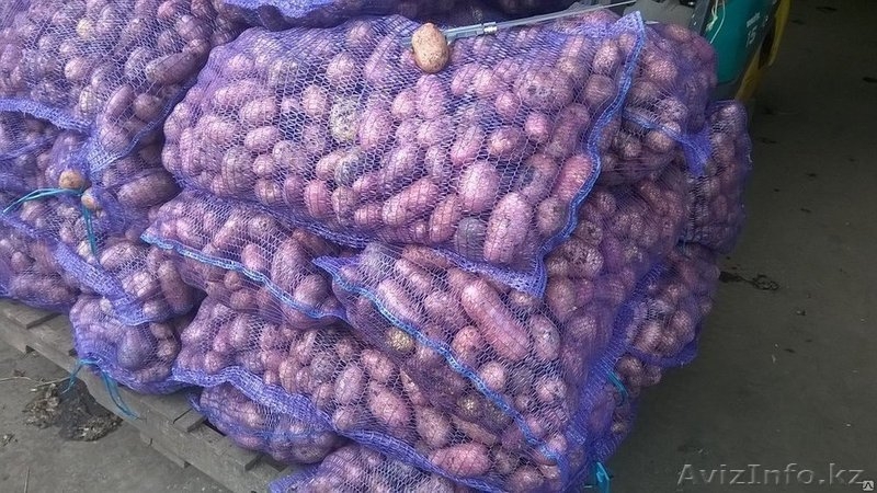 Картофель 5+ Оптом/помощь с доставкой - Изображение #1, Объявление #1580543