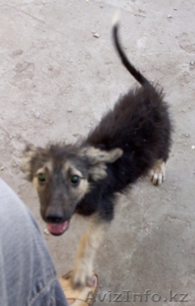 Отдам щенков в добрые руки - Изображение #5, Объявление #1567636