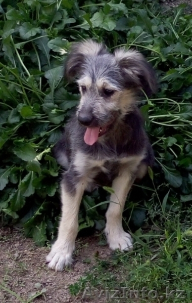 Отдам щенков в добрые руки - Изображение #4, Объявление #1567636