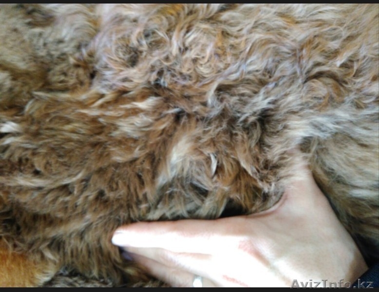 Продаем пушистые и красивые ковры из шерсти Альпака - Изображение #3, Объявление #1579783