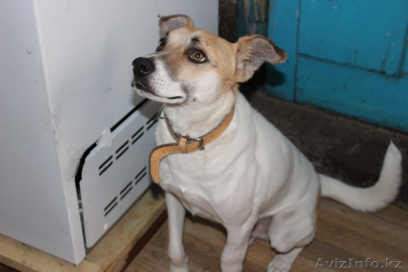 Отдаем в добрые руки Валька - Изображение #3, Объявление #1577542