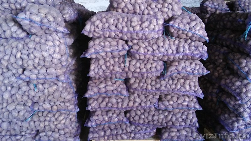 Картофель 5+ Оптом/помощь с доставкой - Изображение #2, Объявление #1580543