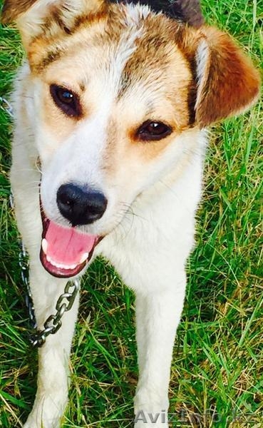 Привитые собаки из приюта "ХВОСТАТЫЙ РАЙ" - Изображение #10, Объявление #1555404