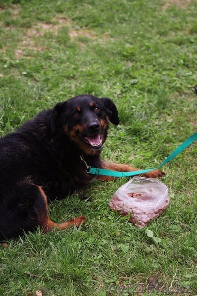 Отдаем Рона в заботливые руки. - Изображение #4, Объявление #1577677