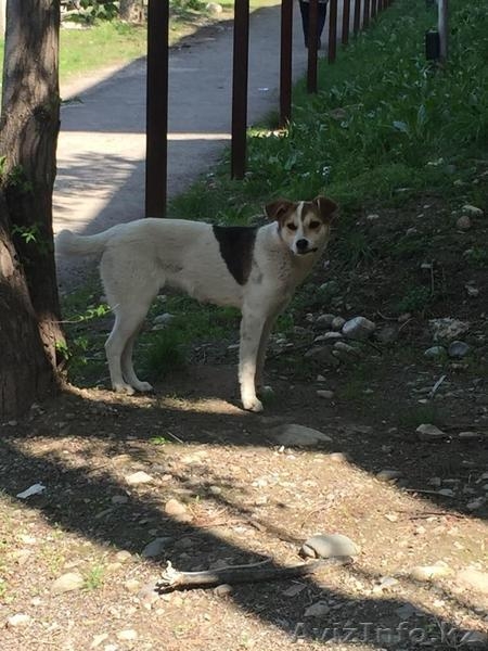 Собачка Найда из приюта "Хвостатый Рай" - Изображение #3, Объявление #1576211