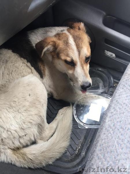 Собачка Найда из приюта "Хвостатый Рай" - Изображение #4, Объявление #1576211