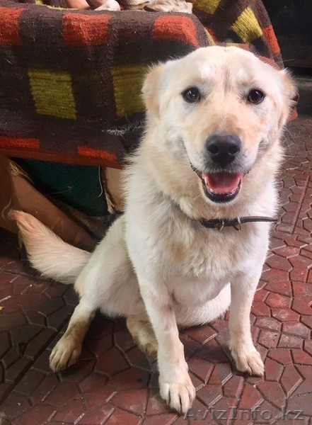 Привитые собаки из приюта "ХВОСТАТЫЙ РАЙ" - Изображение #5, Объявление #1555404