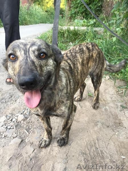 Собака Тигра из приюта "Хвостатый Рай" - Изображение #3, Объявление #1576208