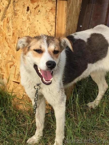 Собачка Найда из приюта "Хвостатый Рай" - Изображение #5, Объявление #1576211