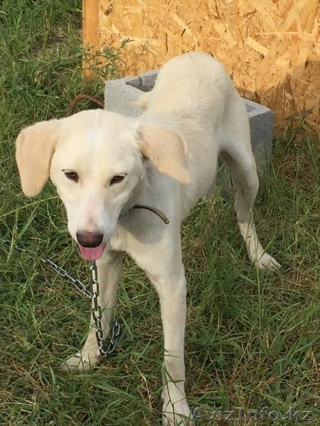 Привитые собаки из приюта "ХВОСТАТЫЙ РАЙ" - Изображение #4, Объявление #1555404