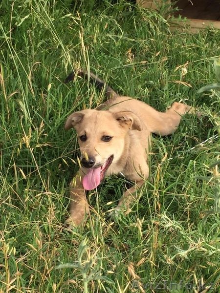 Привитые собаки из приюта "ХВОСТАТЫЙ РАЙ" - Изображение #9, Объявление #1555404