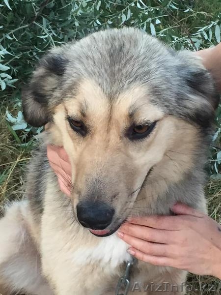 Собака Анита из приюта "Хвостатый Рай" - Изображение #3, Объявление #1576209