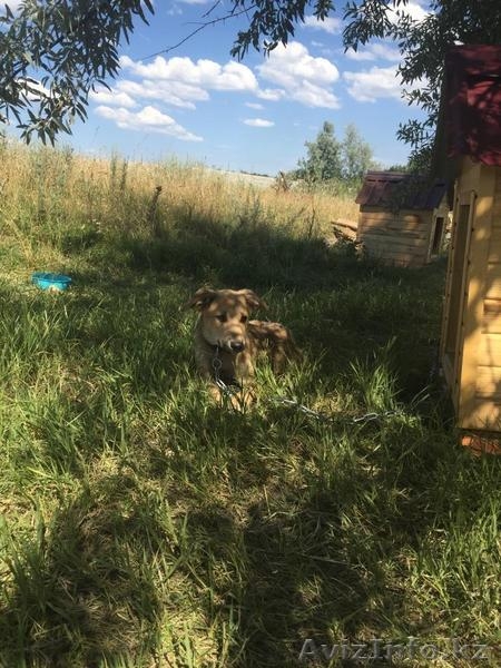 Кукла из приюта "Хвостатый Рай" - Изображение #3, Объявление #1576212