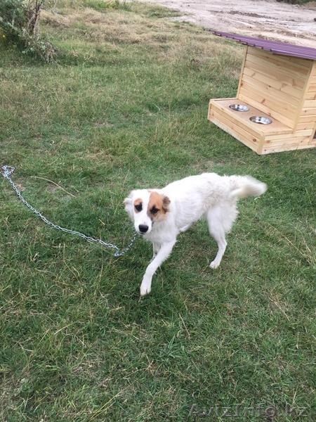 Собачка Красавчик из приюта "Хвостатый Рай" - Изображение #3, Объявление #1576210