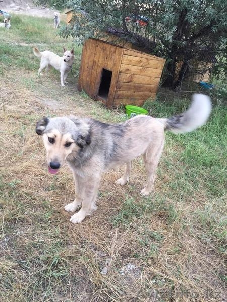 Собака Анита из приюта "Хвостатый Рай" - Изображение #4, Объявление #1576209