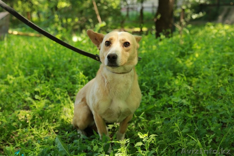 Отдадим в добрые руки Алиса - Изображение #3, Объявление #1577657