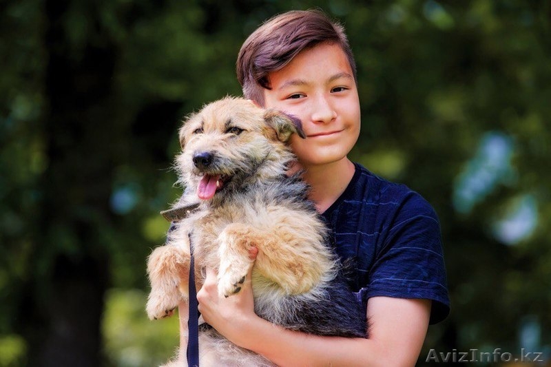 Отдадим Колючку в добрые руки  - Изображение #3, Объявление #1577664