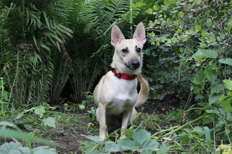 Фея Динь-Динь ищет любящих хозяев.  - Изображение #3, Объявление #1577650