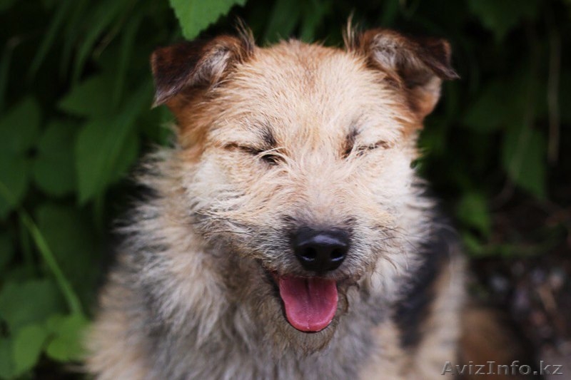 Отдадим Колючку в добрые руки  - Изображение #4, Объявление #1577664