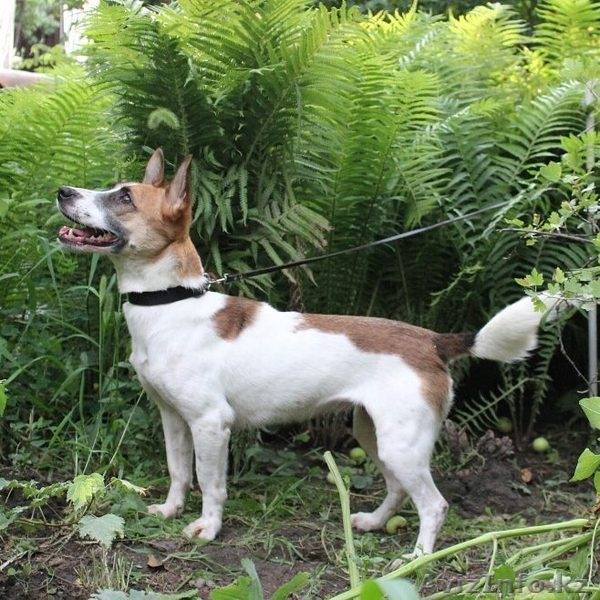 Тина заботливых хозяев и дом  - Изображение #3, Объявление #1577648