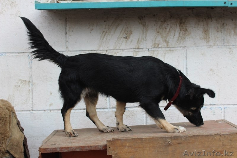 В добрые руки отдается Марго. - Изображение #2, Объявление #1577532