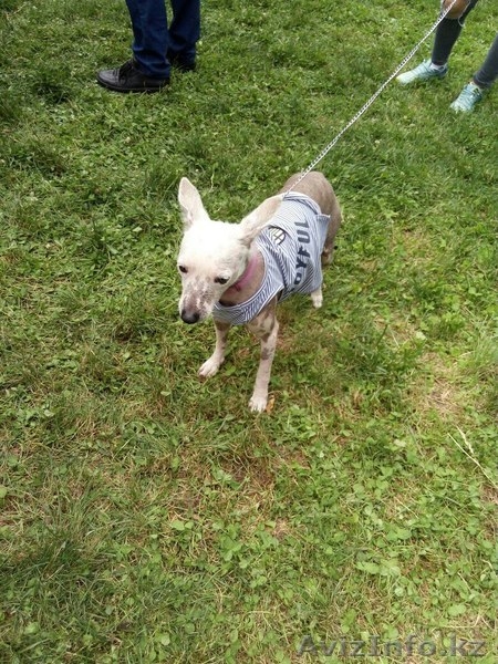 Отдаем Нюшу в заботливые руки . - Изображение #3, Объявление #1577527