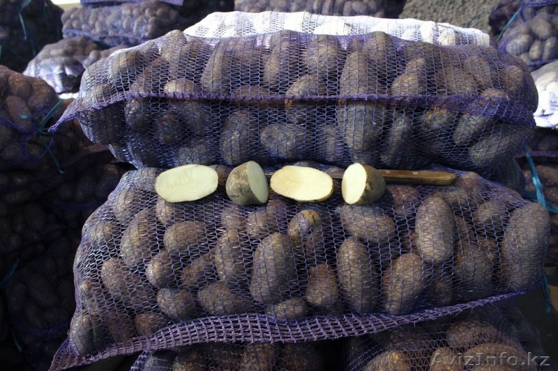 Картофель 5+ Оптом/помощь с доставкой - Изображение #3, Объявление #1580543