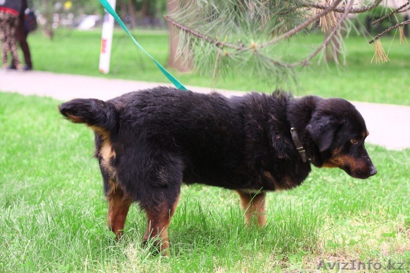 Отдаем Рона в заботливые руки. - Изображение #3, Объявление #1577677