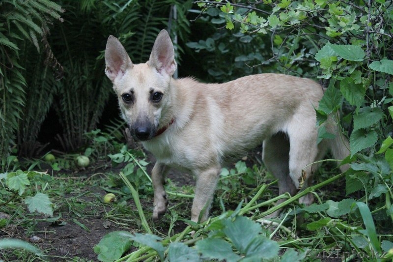 Фея Динь-Динь ищет любящих хозяев.  - Изображение #4, Объявление #1577650