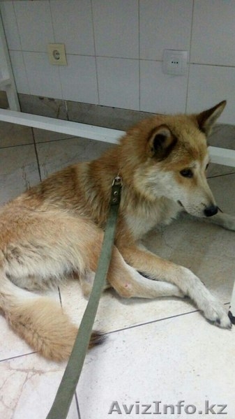 Ищем ответственного хозяина для Юты. - Изображение #3, Объявление #1577588