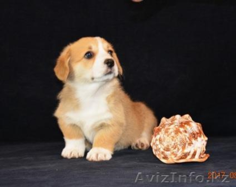 Вельш Корги Пемброк щенки (питомник «Nivas Joy» в Алматы)   - Изображение #3, Объявление #1582482