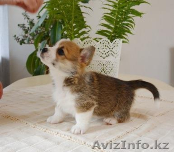 Вельш Корги Пемброк щенки (питомник «Nivas Joy» в Алматы)   - Изображение #6, Объявление #1582482