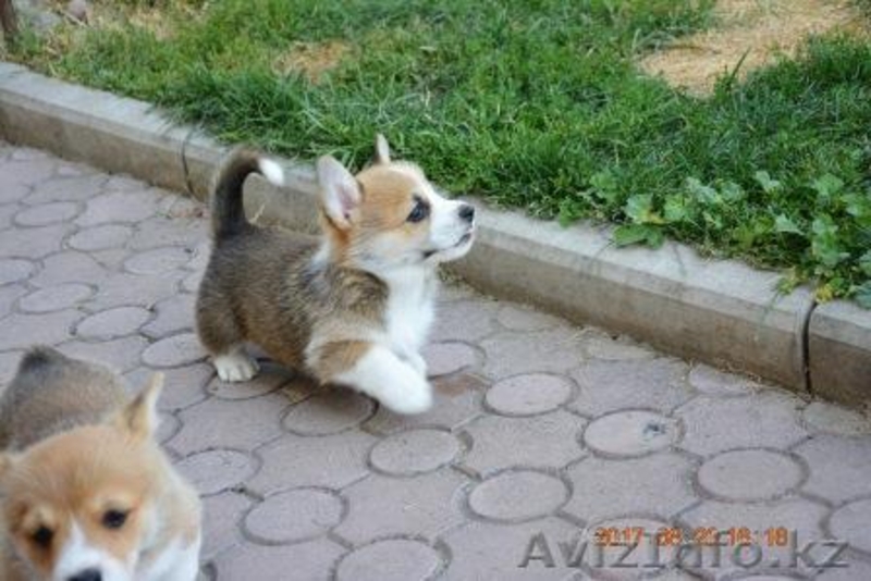 Вельш Корги Пемброк щенки (питомник «Nivas Joy» в Алматы)   - Изображение #8, Объявление #1582482