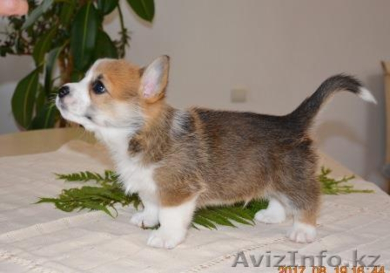Вельш Корги Пемброк щенки (питомник «Nivas Joy» в Алматы)   - Изображение #7, Объявление #1582482