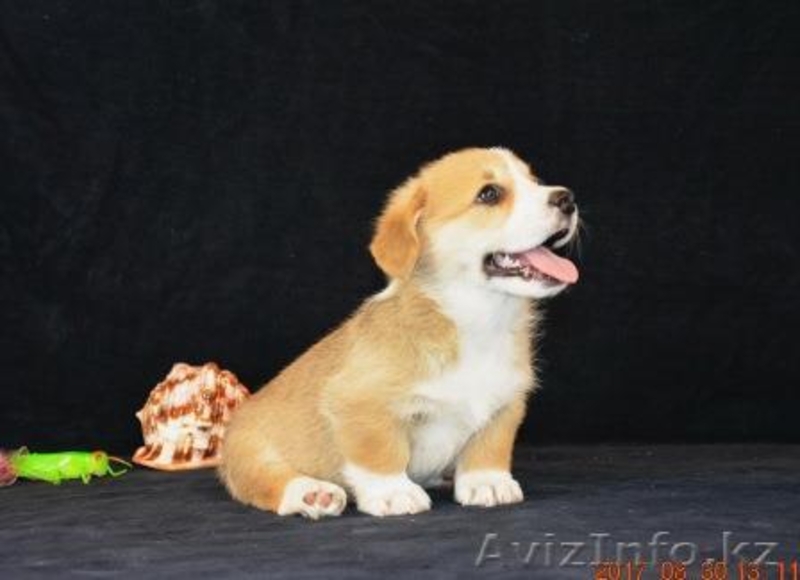 Вельш Корги Пемброк щенки (питомник «Nivas Joy» в Алматы)   - Изображение #4, Объявление #1582482