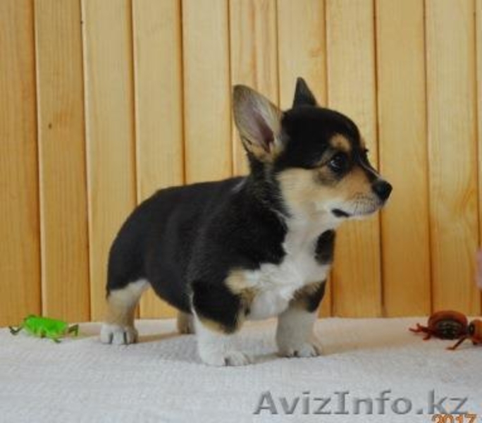 Вельш Корги Пемброк щенки (питомник «Nivas Joy» в Алматы)   - Изображение #5, Объявление #1582482