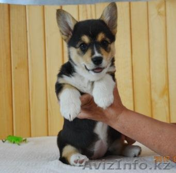 Вельш Корги Пемброк щенки (питомник «Nivas Joy» в Алматы)   - Изображение #9, Объявление #1582482