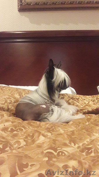 Пропал щенок вознаграждение 150000 тенге! - Изображение #2, Объявление #1585908