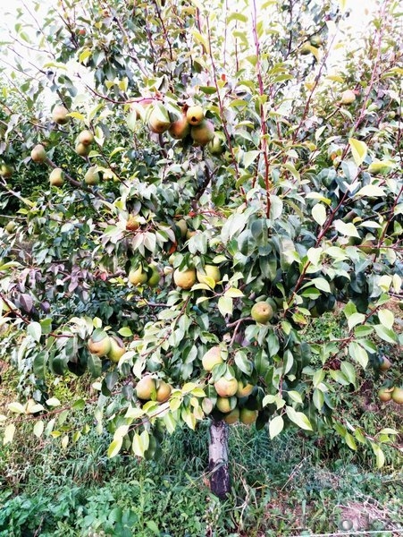 Груши крупномеры плодоносящие деревья Алматы 10000 тг. - Изображение #1, Объявление #1581652