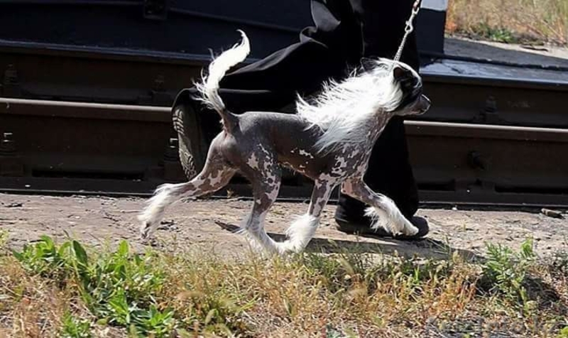 Пропал щенок вознаграждение 150000 тенге! - Изображение #4, Объявление #1585908