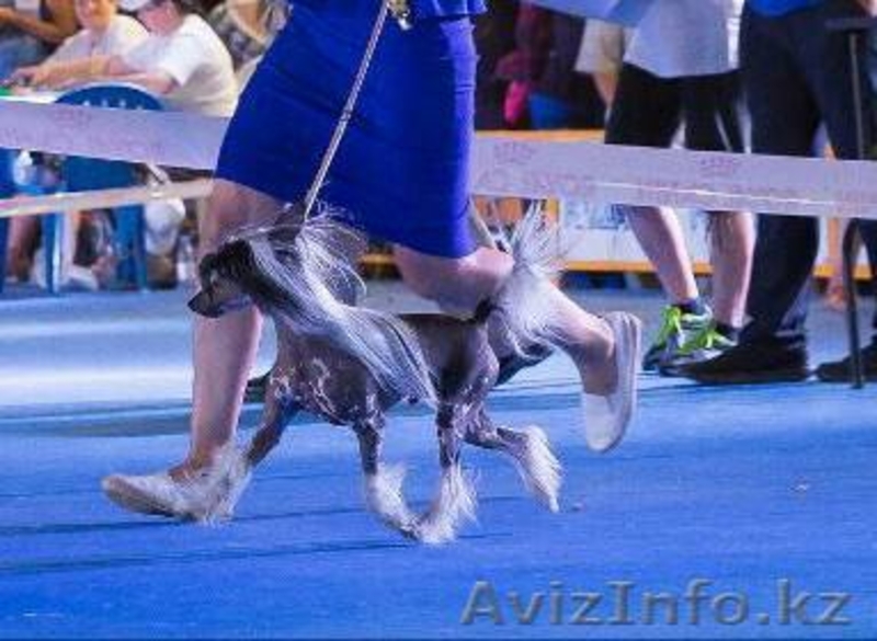 Пропала собака вознаграждение гарантировано! - Изображение #2, Объявление #1585910