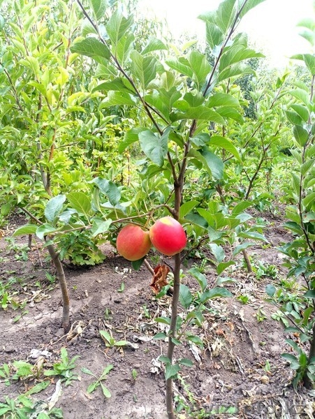 Яблони крупномеры плодоносящие деревья Алматы от 6000 тг. - Изображение #5, Объявление #1258621