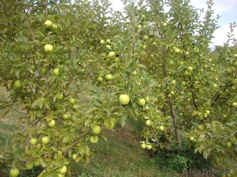 Яблони крупномеры плодоносящие деревья Алматы от 6000 тг. - Изображение #4, Объявление #1258621