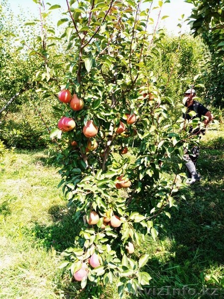 Груши крупномеры плодоносящие деревья Алматы 10000 тг. - Изображение #2, Объявление #1581652
