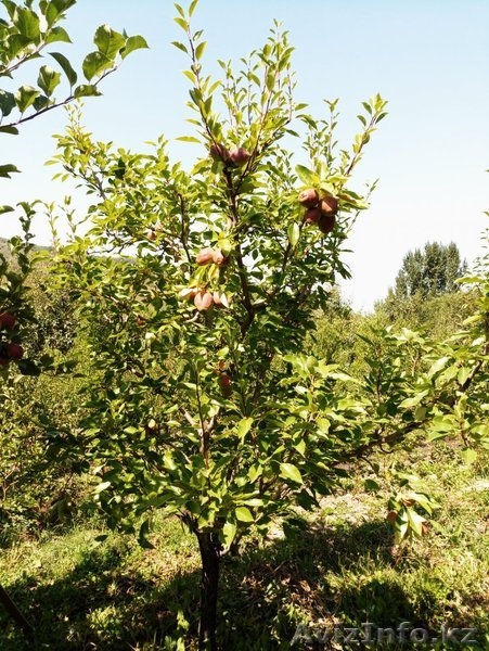 Груши крупномеры плодоносящие деревья Алматы 10000 тг. - Изображение #3, Объявление #1581652