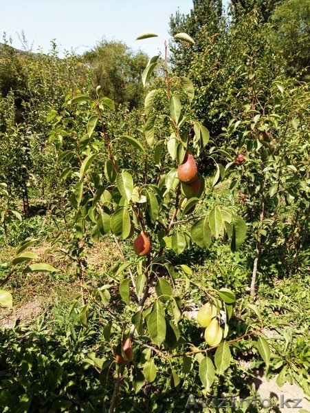 Груши крупномеры плодоносящие деревья Алматы 10000 тг. - Изображение #4, Объявление #1581652