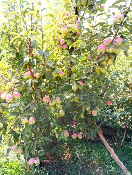 Яблони крупномеры плодоносящие деревья Алматы от 6000 тг. - Изображение #6, Объявление #1258621