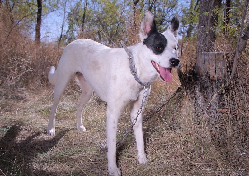 Собачка Аляска из приюта "Хвостатый Рай" - Изображение #3, Объявление #1576205